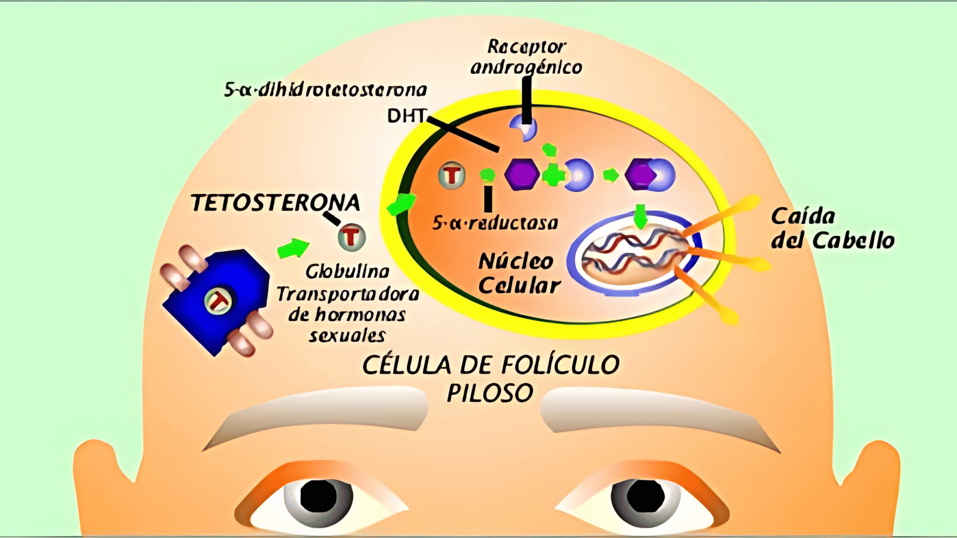 la-calvicie-2